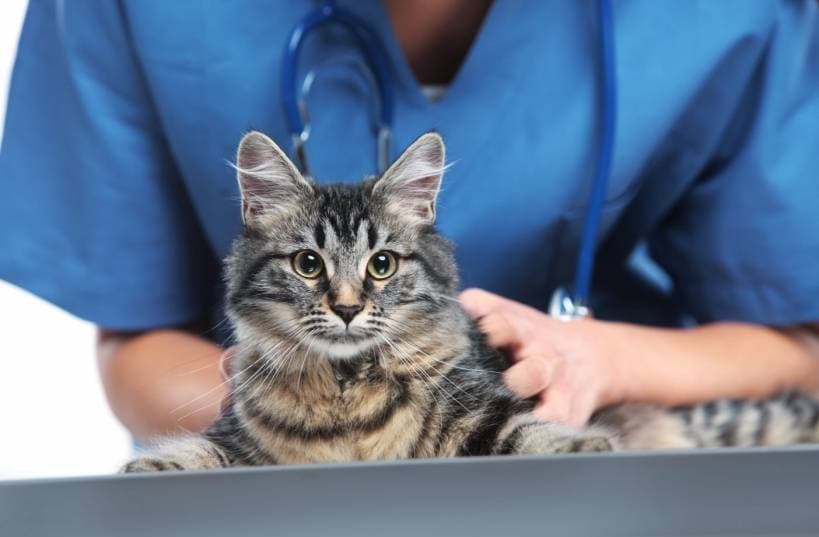 Elderly Feline Health Problems