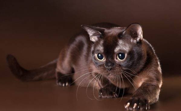 7 most frequent questions about cats