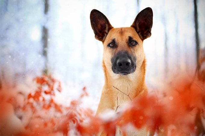 Tips novice dog breeder