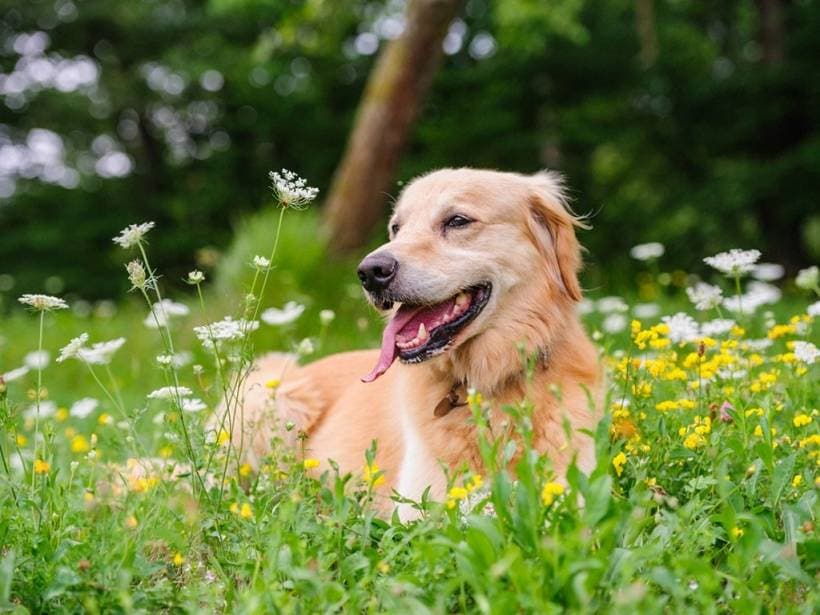 Allergies in dogs and cats