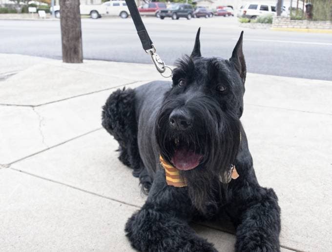 Doberman Pinscher , Giant Schnauzer and Pomeranian