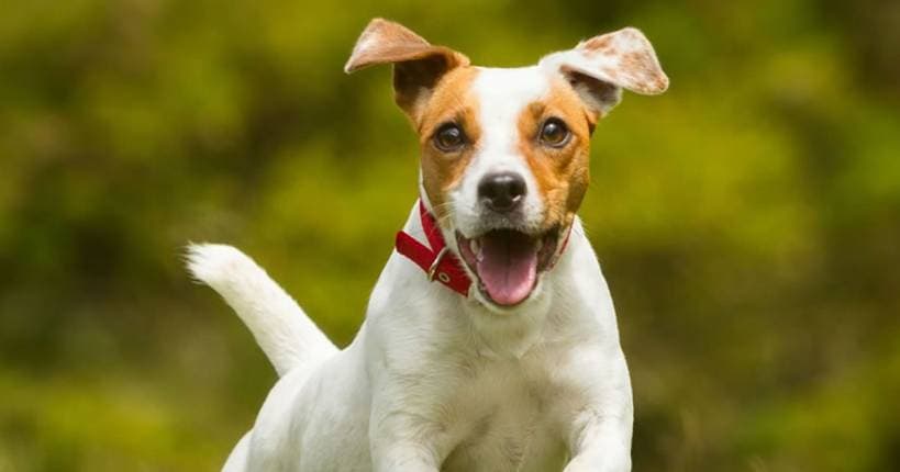 Pet Insurance Explained: Coverage, Exclusions and Comparing Plans