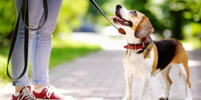 First Dog Training Cues: Name, Sit, Recall and Settling