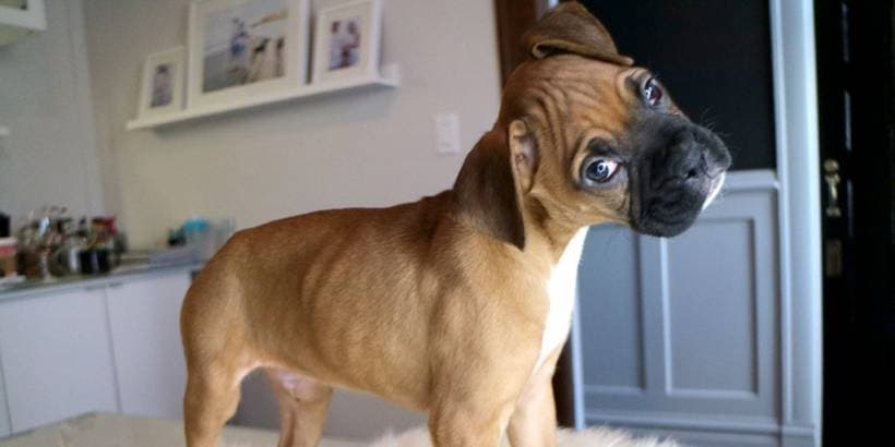 Basic rules of puppy training