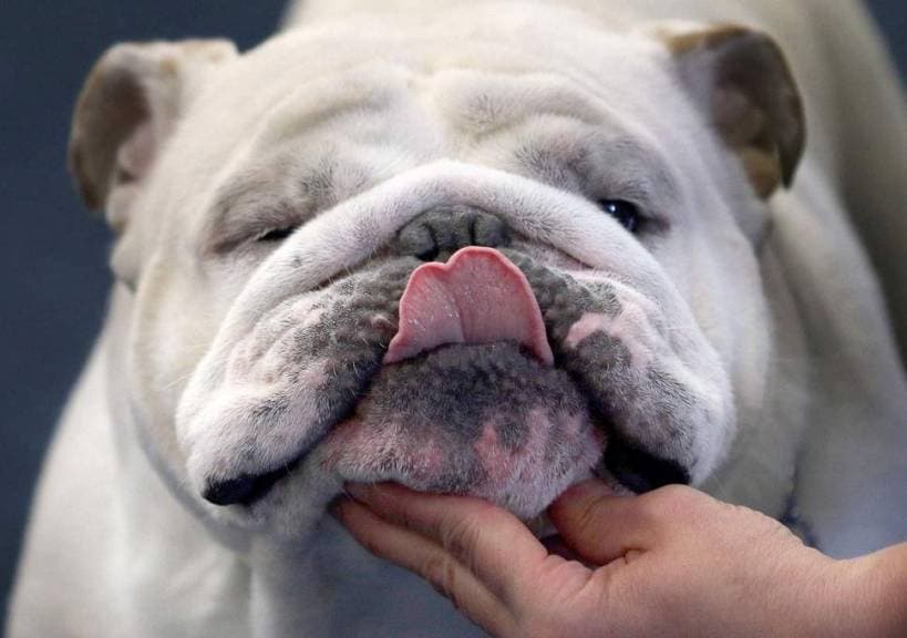 Foods Dangerous to Dogs: Toxic Ingredients and Other Hazards