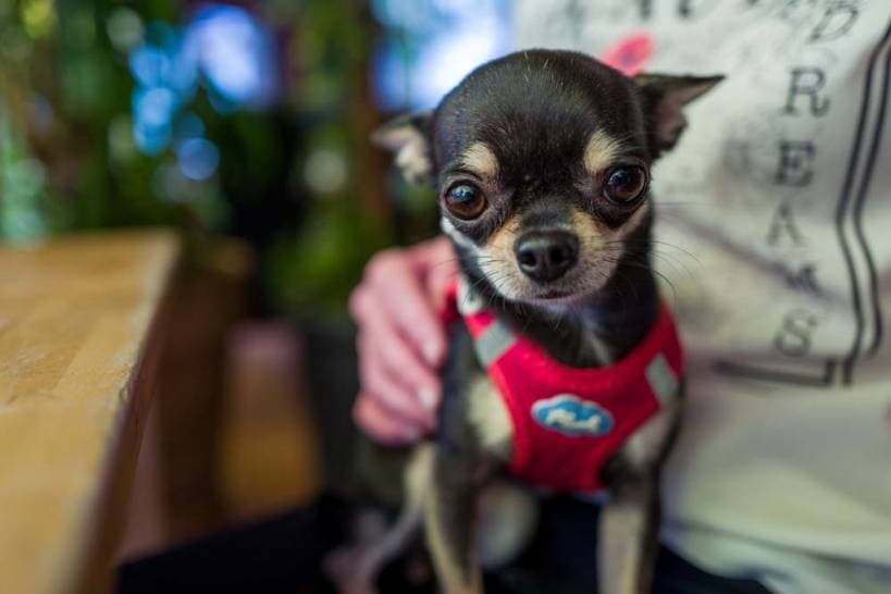 Breeds of lapdogs