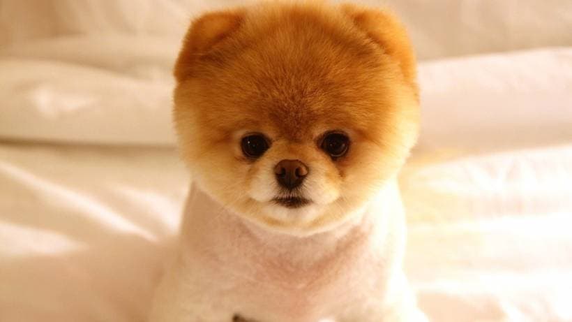 Choosing a breed of dog