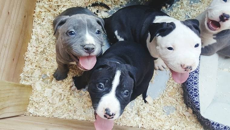 Dogs for sale
