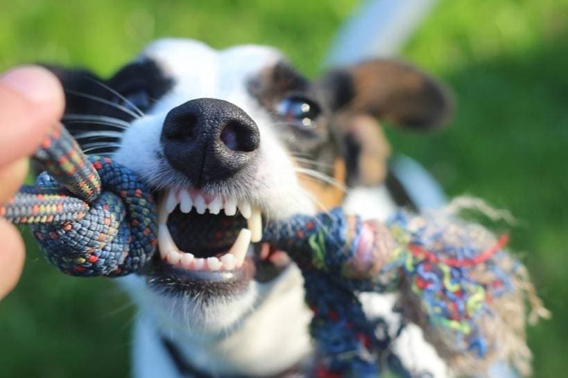 How to Avoid a Dog Attack