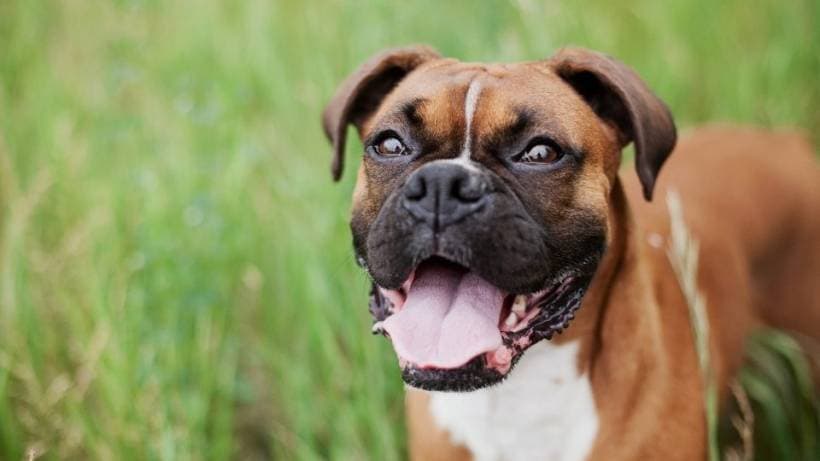 Boxer