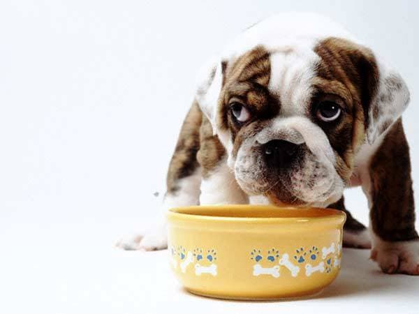 How to feed the dog?