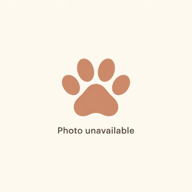 Is it worth to buy a dog of fighting breed?
