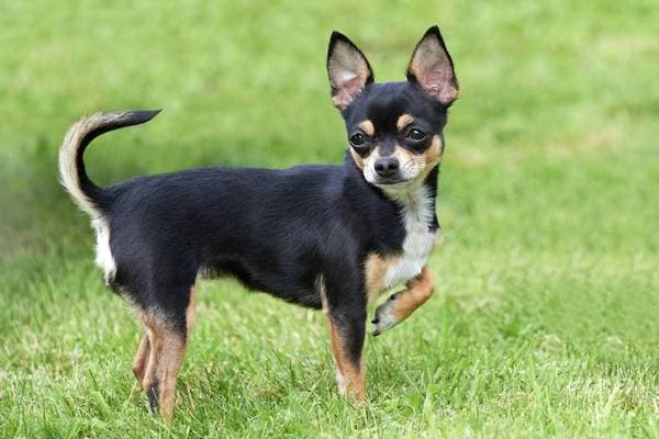 Chihuahua Care: Confidence, Safe Handling and Everyday Health