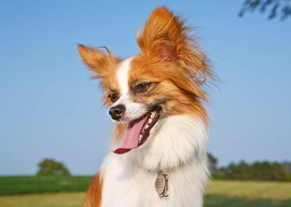 TOP 10 lap dogs