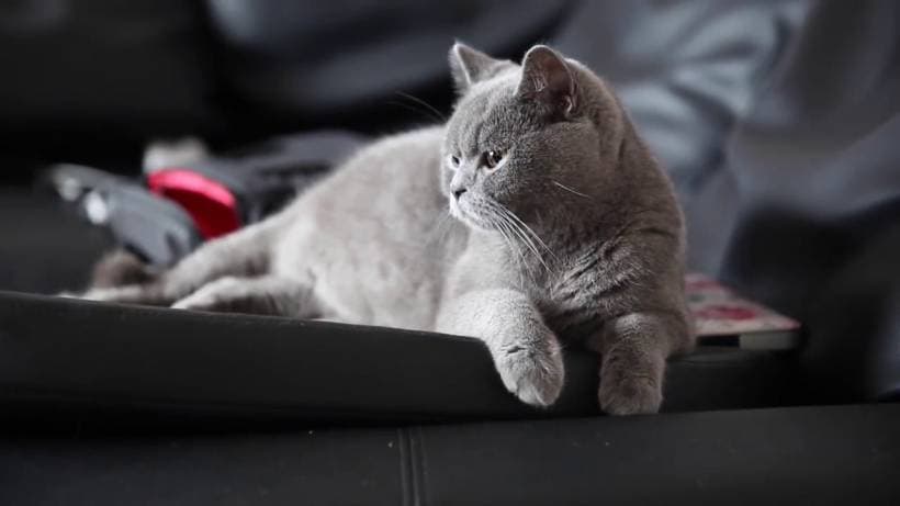 Uncovering the Pregnancy of British Cats – A Comprehensive Guide 