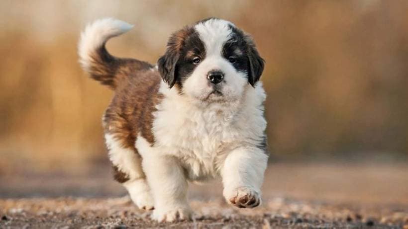 It is interesting: dogs legends and famous dogs