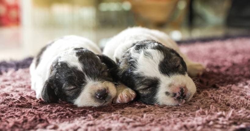 All about buying a puppy