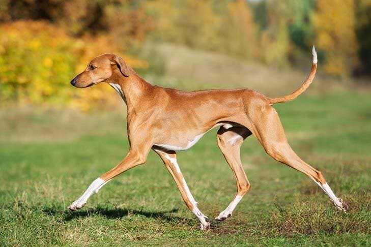 Little-known breeds of dogs