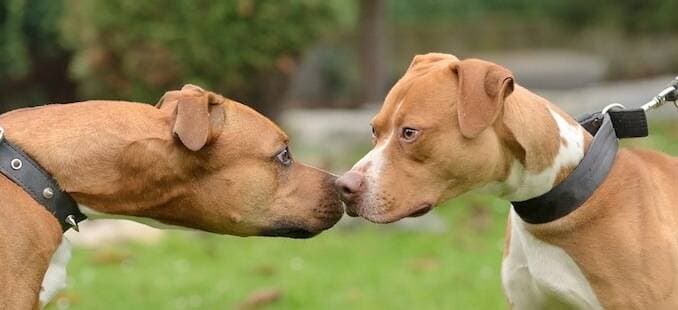 Dog’s body language