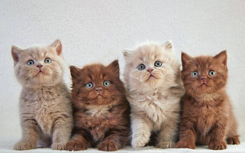 The Ultimate Guide to Choosing a British Kitten