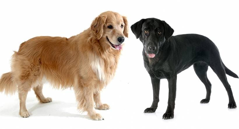 Five Familiar Dog Breeds: Finding a Family Fit