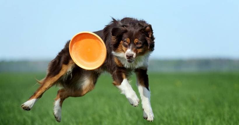 Games with the dog