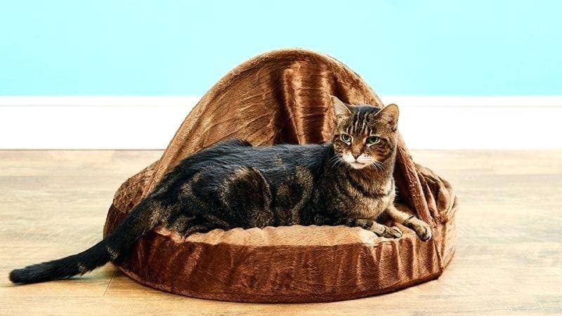 Cat's planet