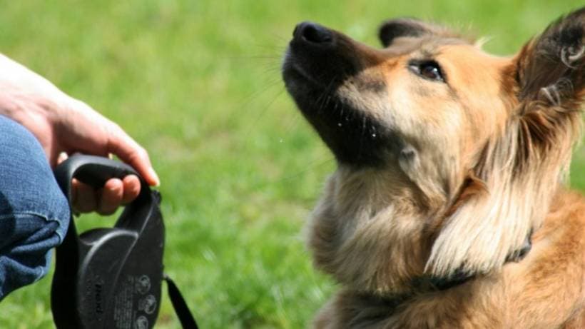 Dog's training: basic rules of success