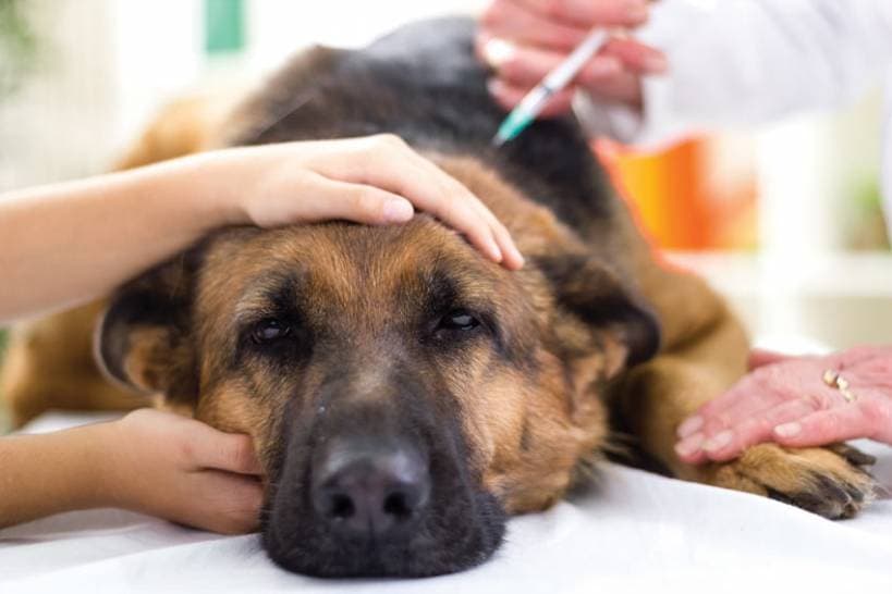Dog Health Care