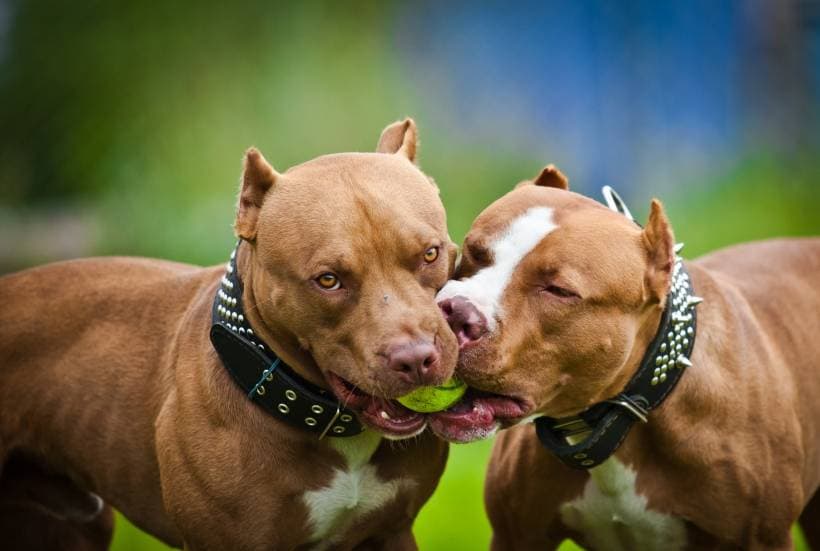 Estrum in a dog: how to cope with natural instincts?