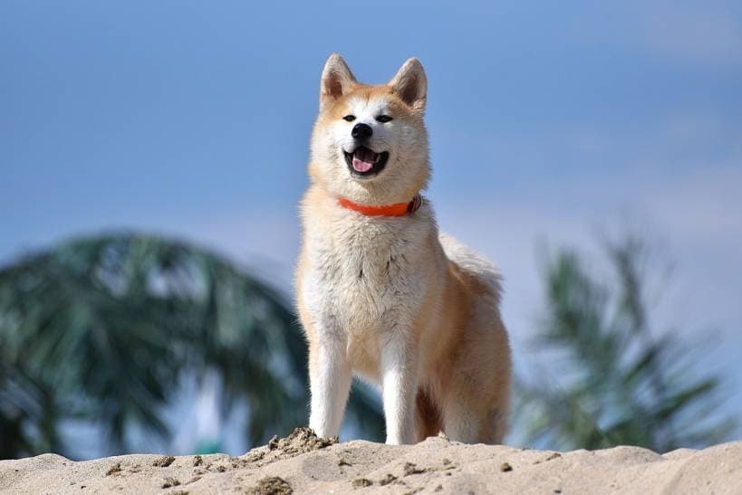 Hachiko - the treasure of the land of the rising sun