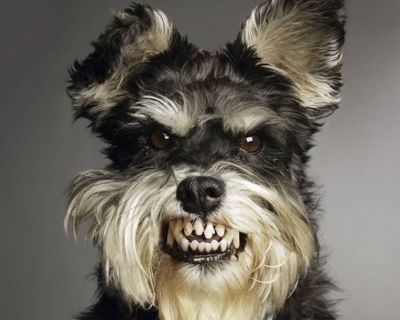 How to Defend Yourself against a Mad Dog