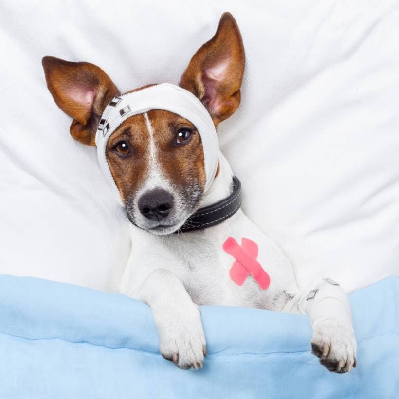 Dog diseases - symptoms and treatment