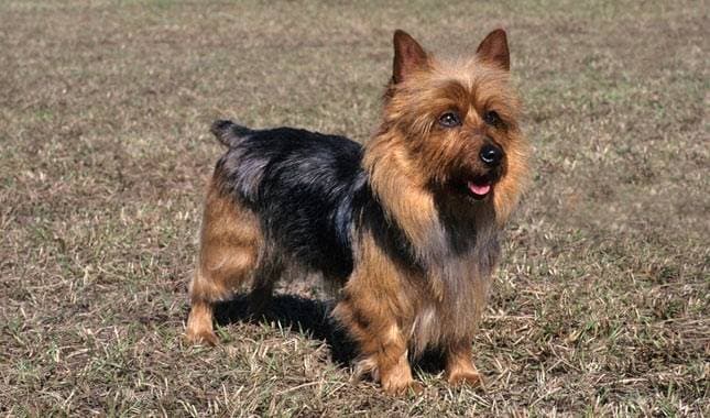 Australian Terrier