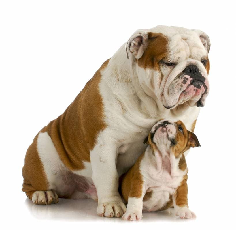 The first pregnancy of the she-dog