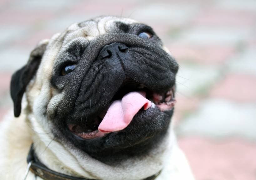 Psychology of dogs: don't allow your dog to bite.