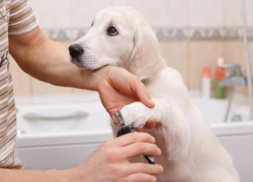 Dog trimming