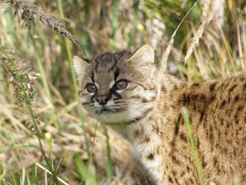 Species of wild cats