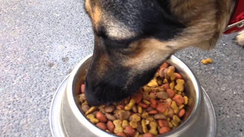 Food for German Shepherd