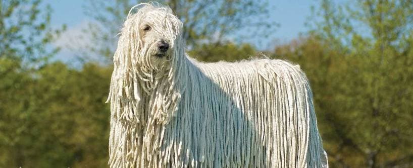 Giant breed dogs