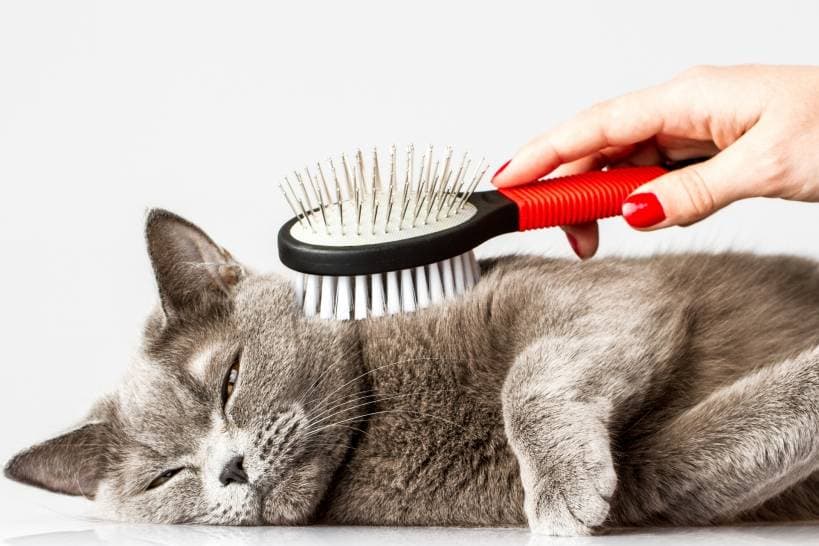 Grooming for cats - health and beauty of your pet