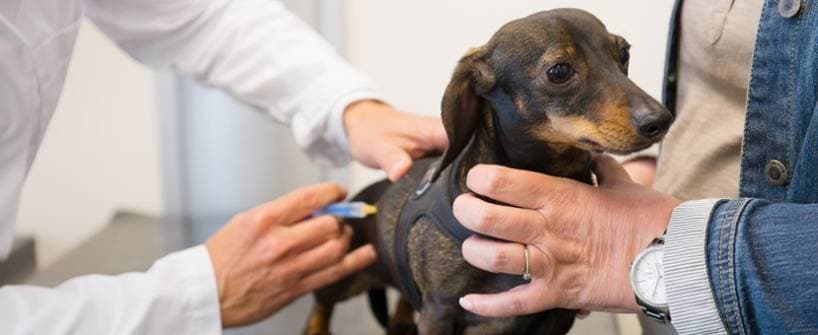 Why should dogs be vaccinated?