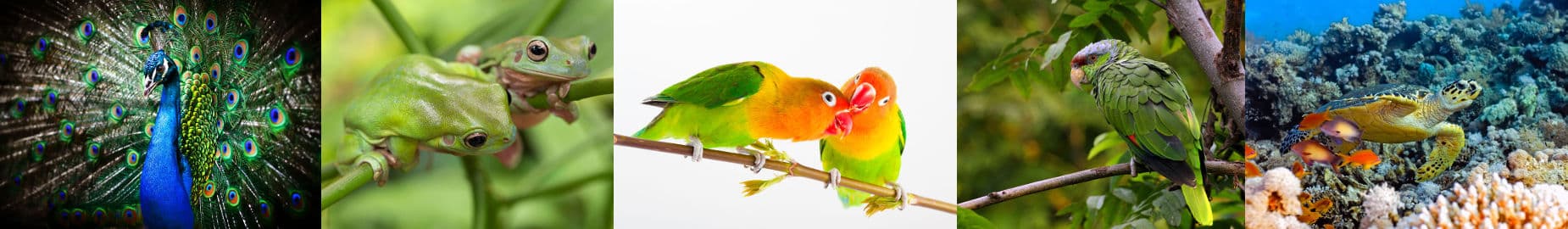 Top 10 Legal Exotic Animals in Hawaii