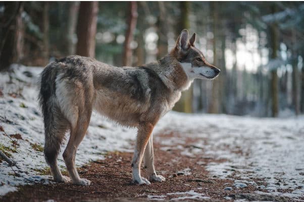 Dog Breeds That Look Like a Wolf
