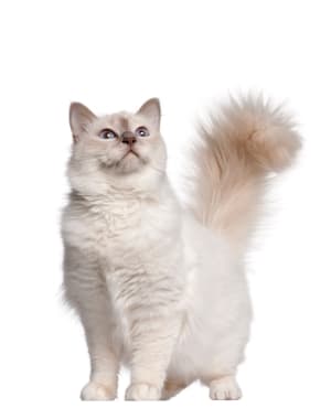 Birman