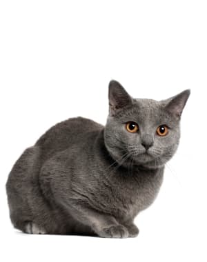 Chartreux