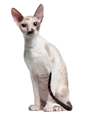 Cornish Rex