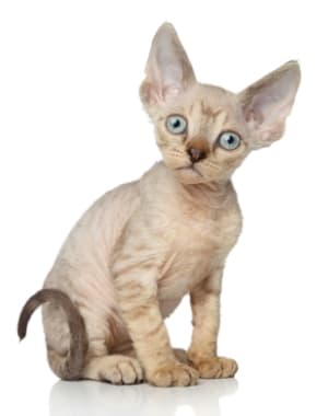 Devon Rex