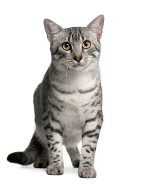 Egyptian Mau