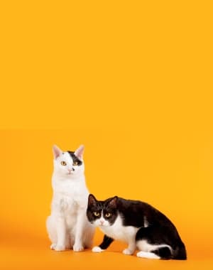 Japanese Bobtail